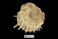 藏品(海菊蛤)的圖片